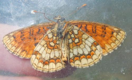 Réf. 328 163 : Melitaea athalia athalia
